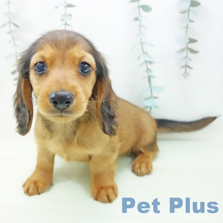 ミニチュア・ダックスフンドの写真2