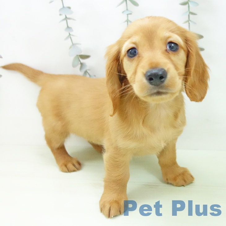 ミニチュア・ダックスフンド