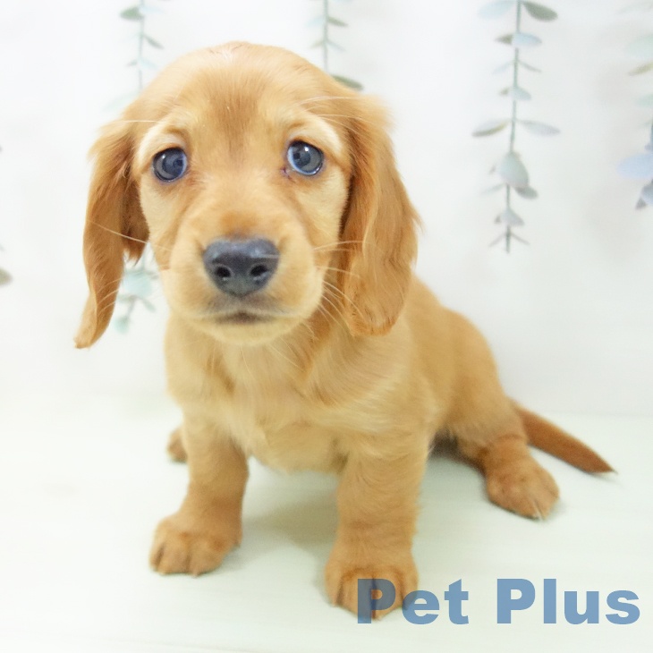 ミニチュア・ダックスフンドの写真2