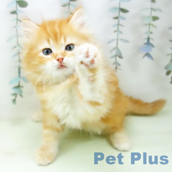 ラガマフィンの写真2