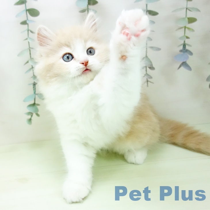 ラガマフィンの写真2