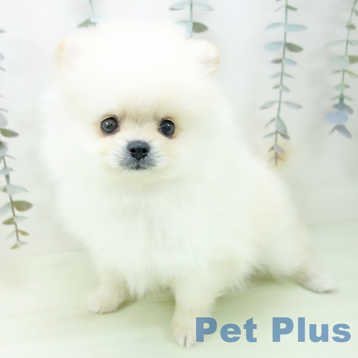 ポメラニアンの写真2