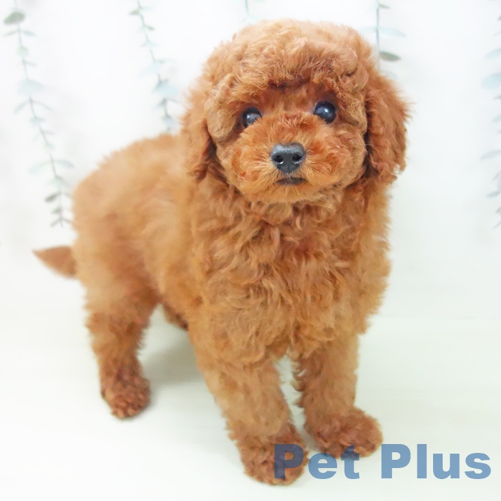 トイ・プードル