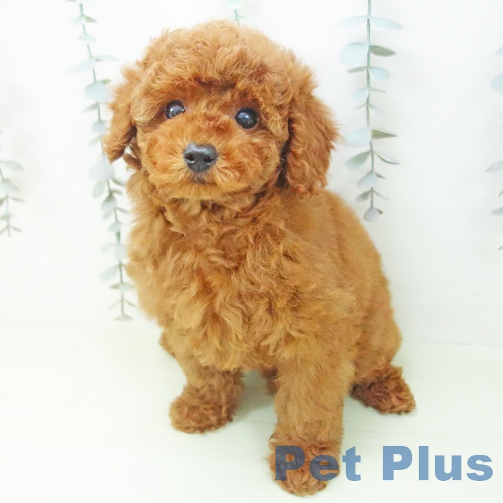 トイ・プードルの写真2