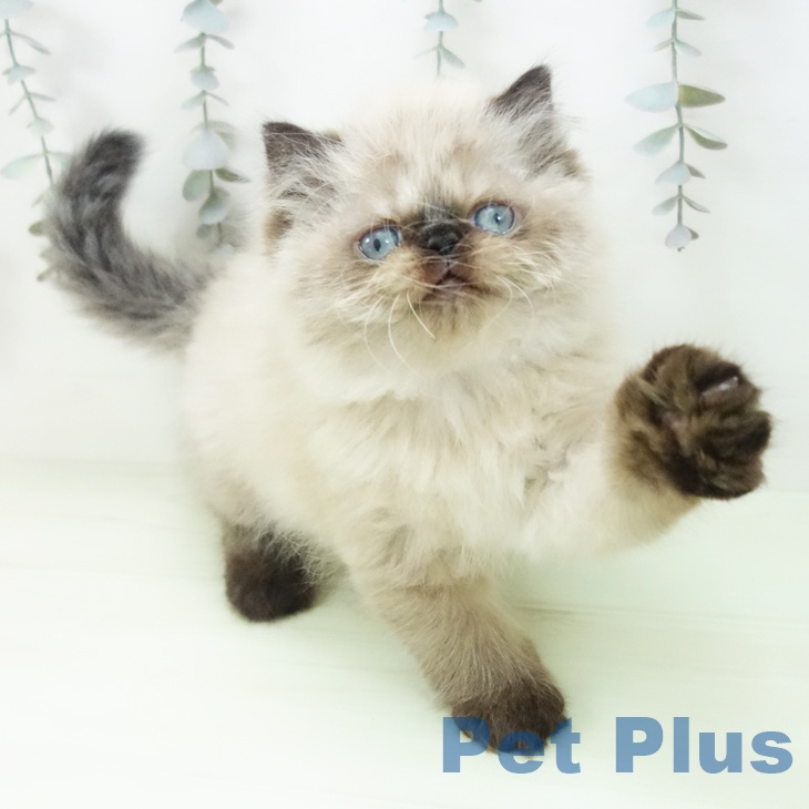 ヒマラヤンの写真2