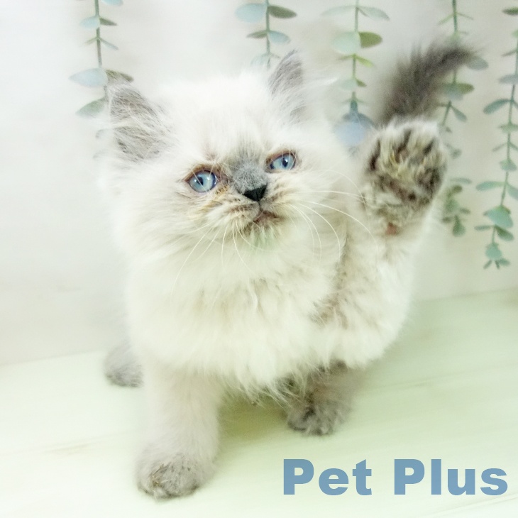 ヒマラヤンの写真2