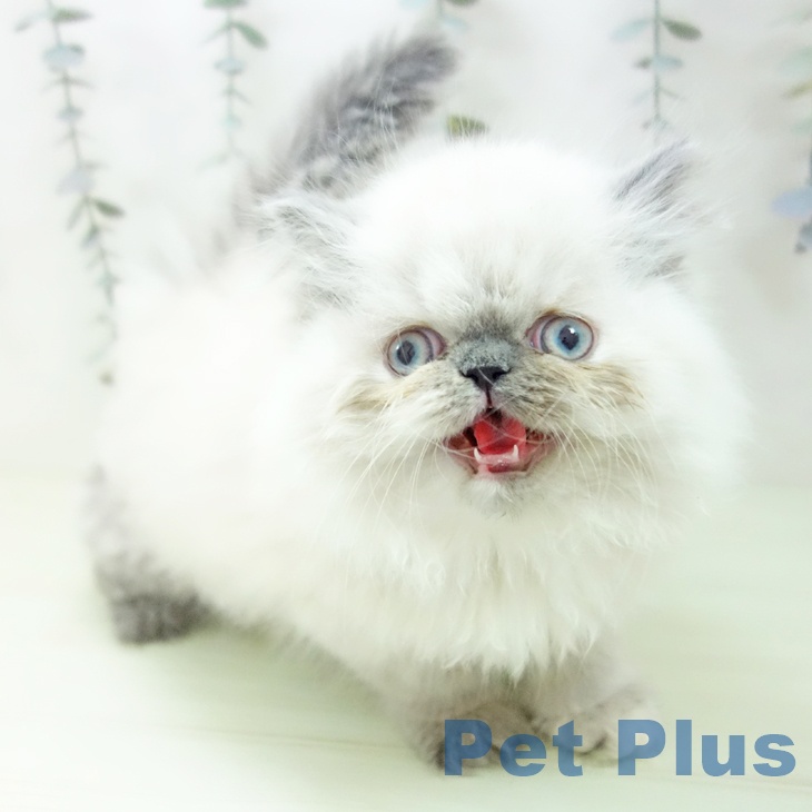 ヒマラヤンの写真2