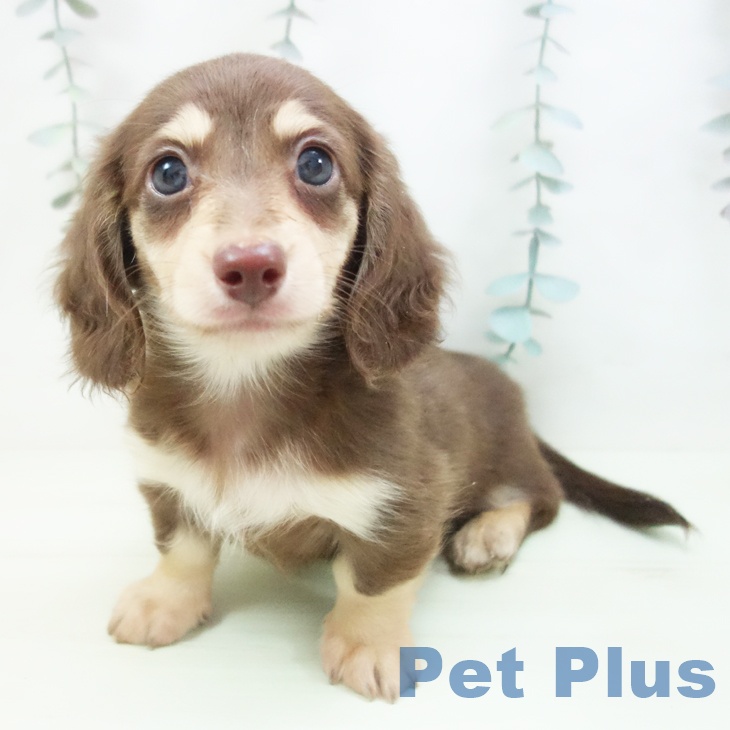 カニーンヘン・ダックスフンド