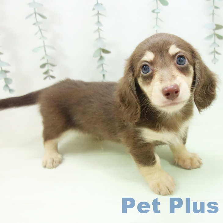 カニーンヘン・ダックスフンドの写真2