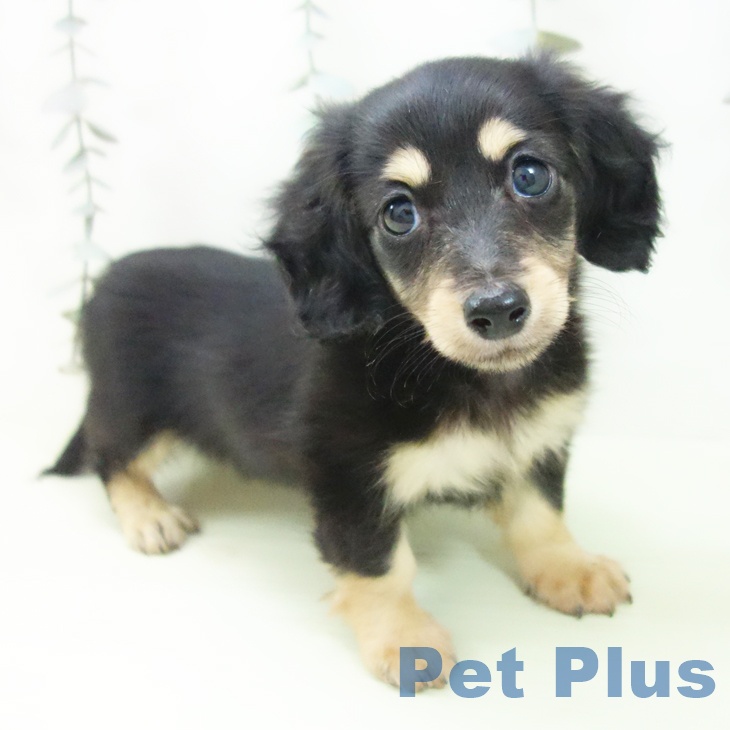 カニーンヘン・ダックスフンドの写真2