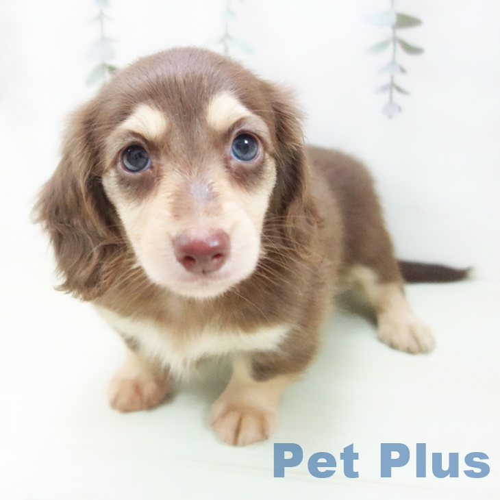 カニーンヘン・ダックスフンドの写真2