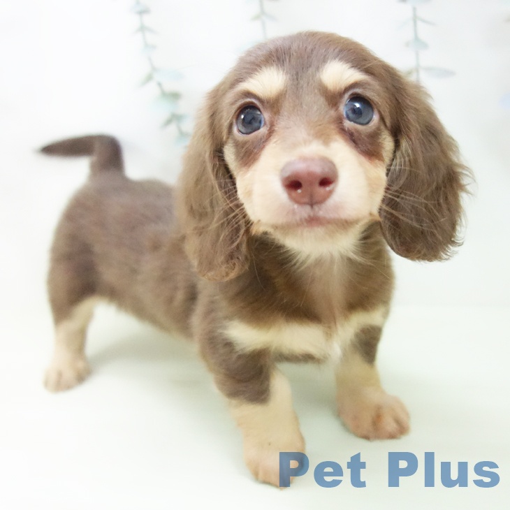 カニーンヘン・ダックスフンド