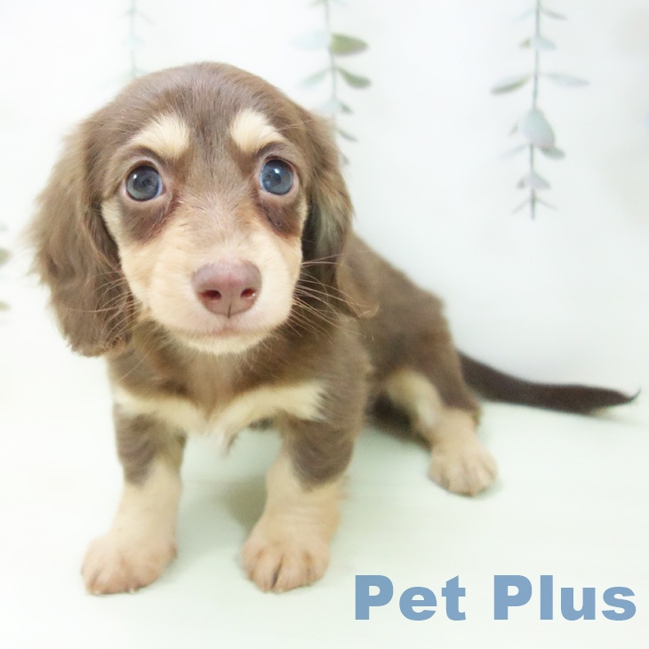 カニーンヘン・ダックスフンドの写真2