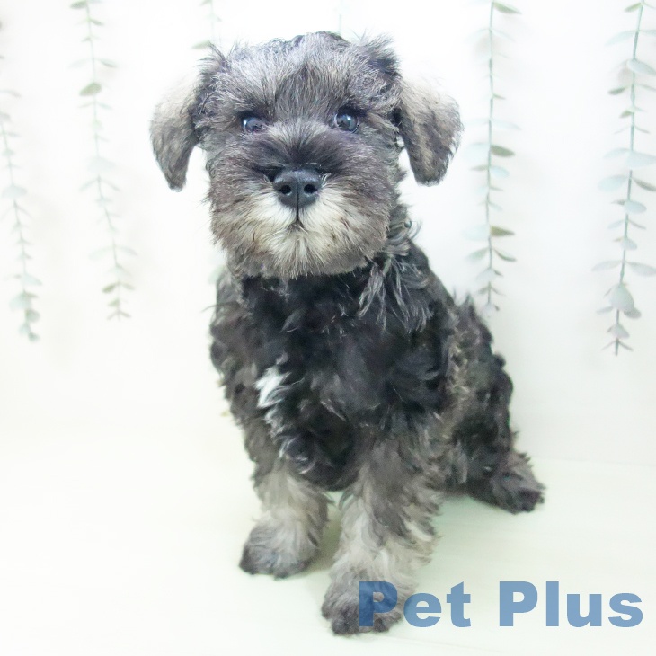 ミニチュア・シュナウザー