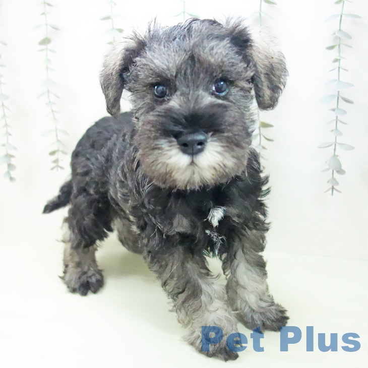 ミニチュア・シュナウザーの写真2