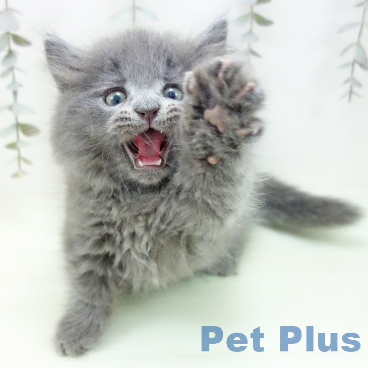 マンチカンの写真2