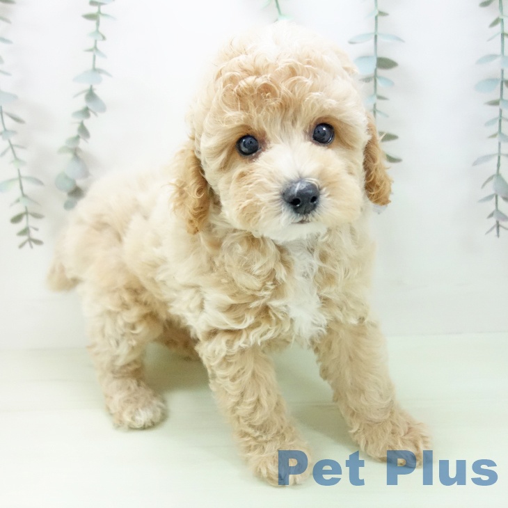 トイ・プードルの写真2