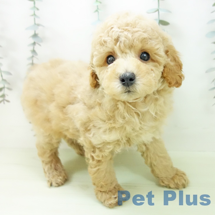 トイ・プードル