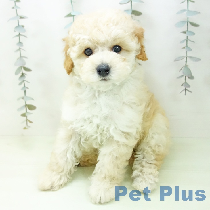 トイ・プードルの写真2