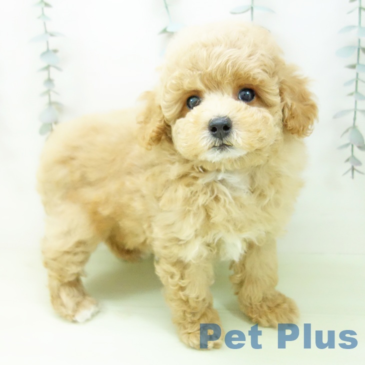 トイ・プードル