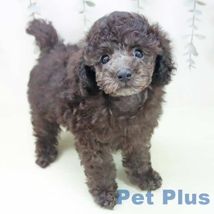 トイ・プードル