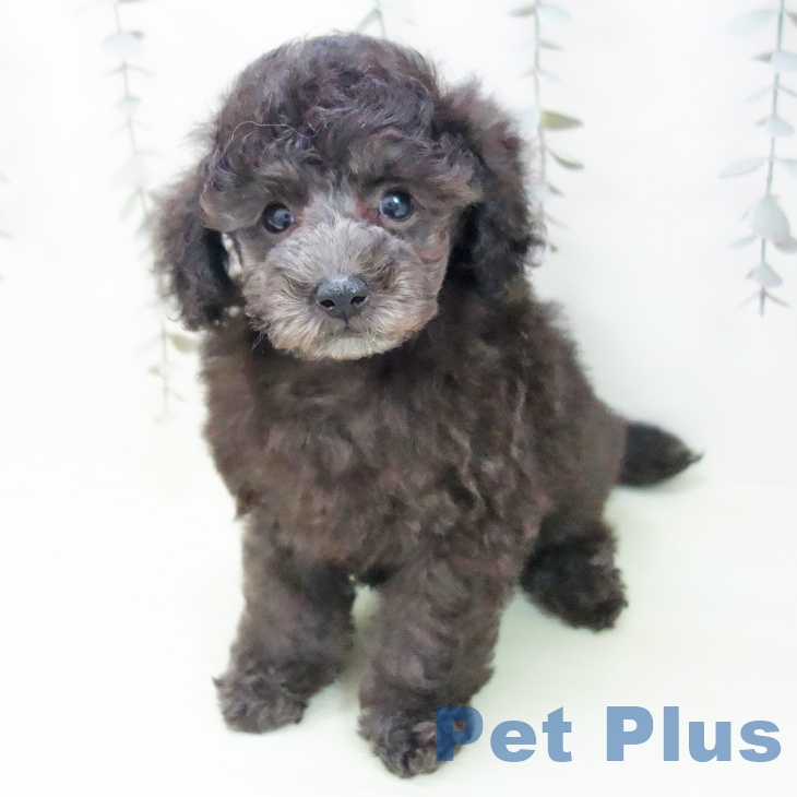 トイ・プードルの写真2