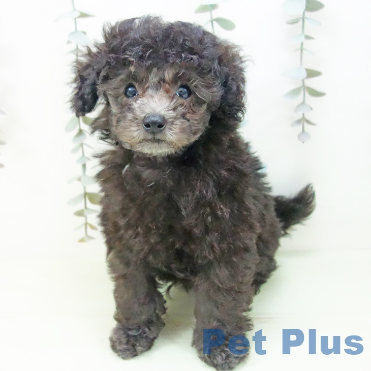 トイ・プードルの写真2