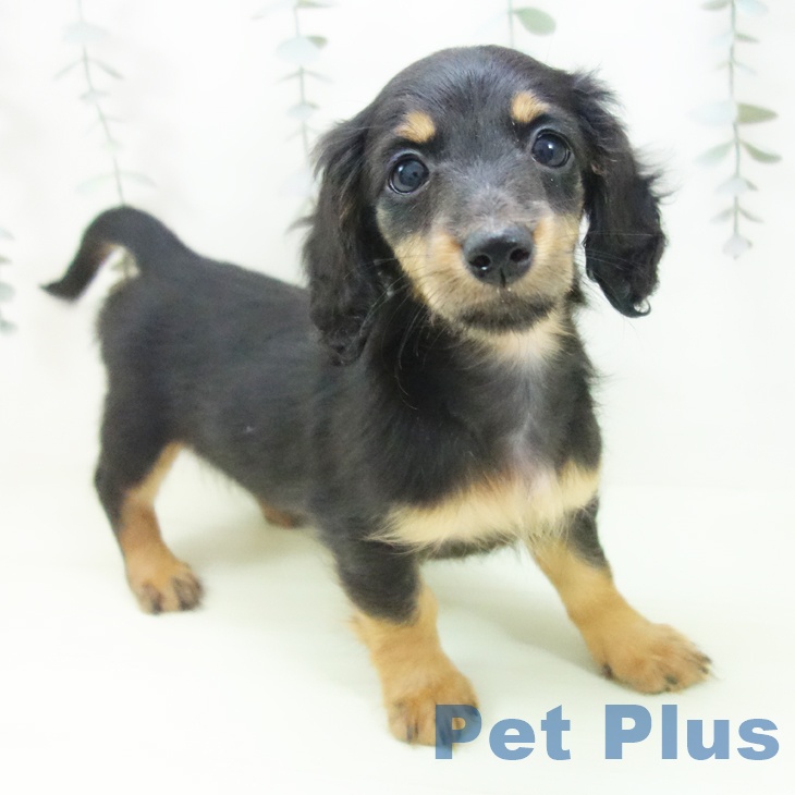 ミニチュア・ダックスフンド