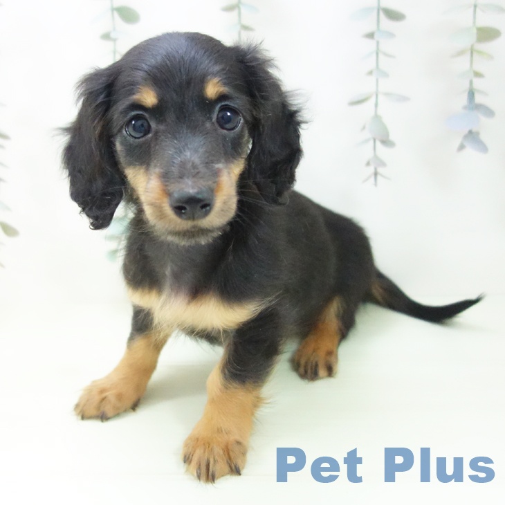 ミニチュア・ダックスフンドの写真2