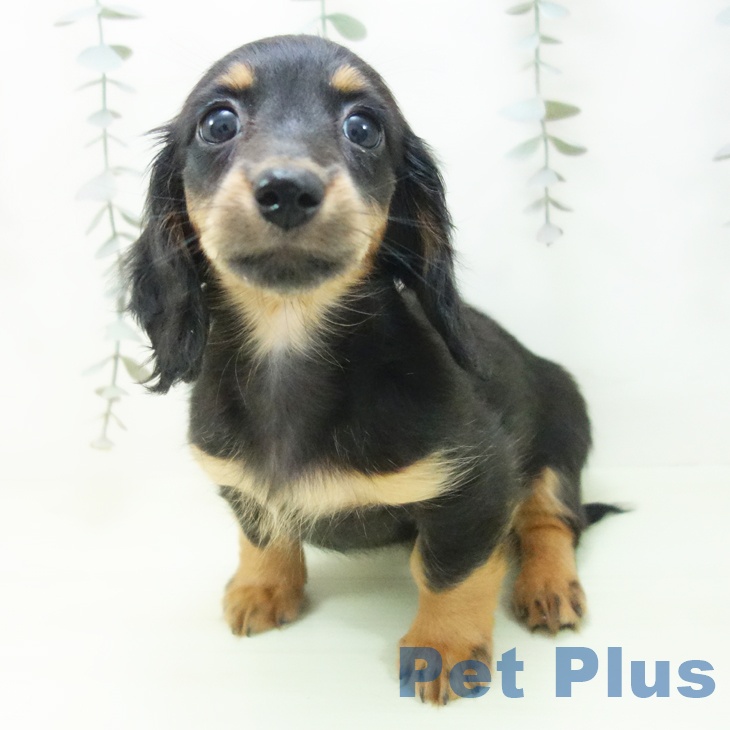 ミニチュア・ダックスフンドの写真2