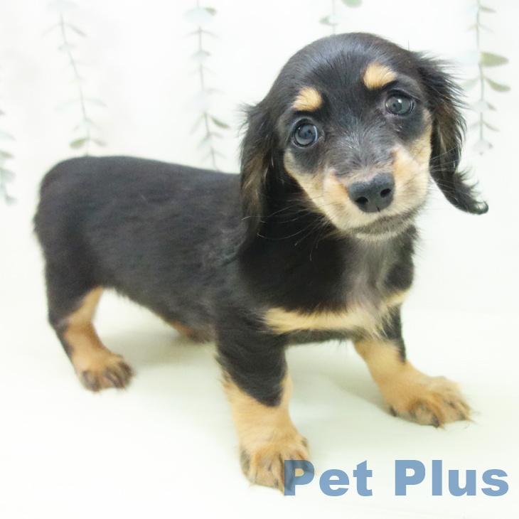 ミニチュア・ダックスフンド