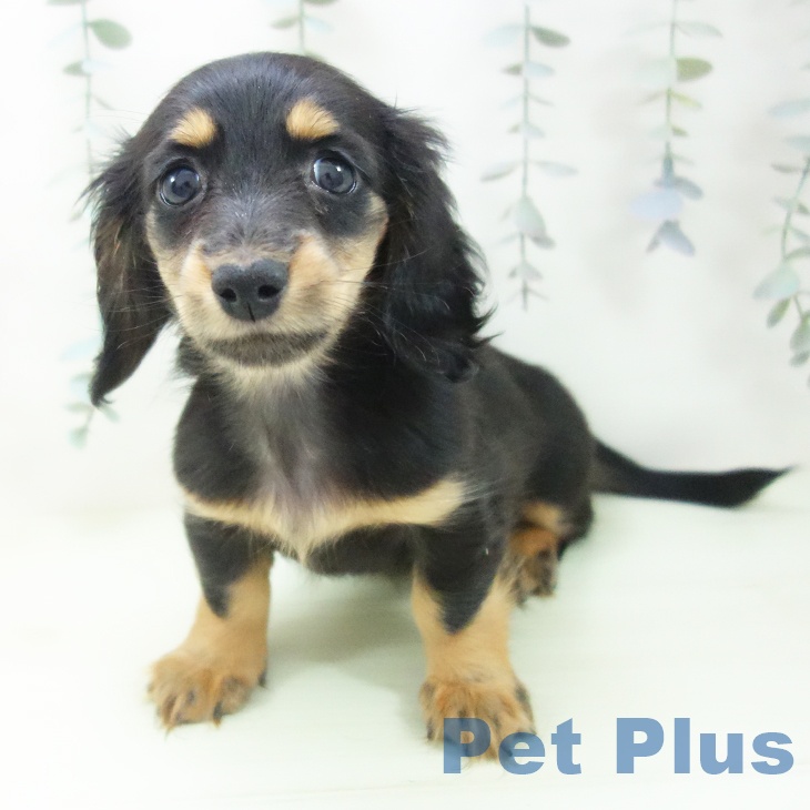 ミニチュア・ダックスフンドの写真2