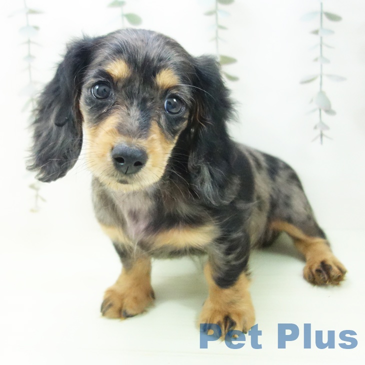 ミニチュア・ダックスフンド