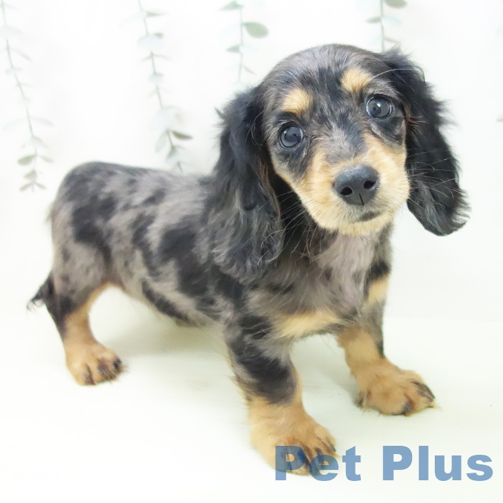 ミニチュア・ダックスフンドの写真2