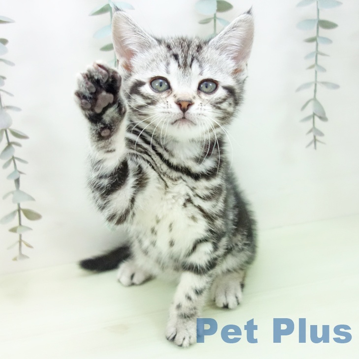 アメリカンショートヘアの写真2