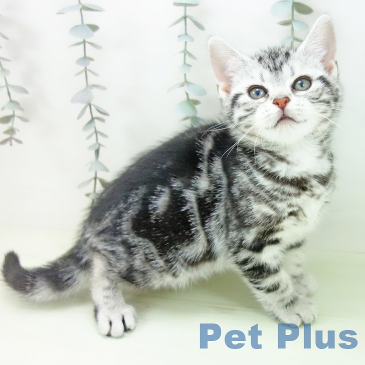 アメリカンショートヘア