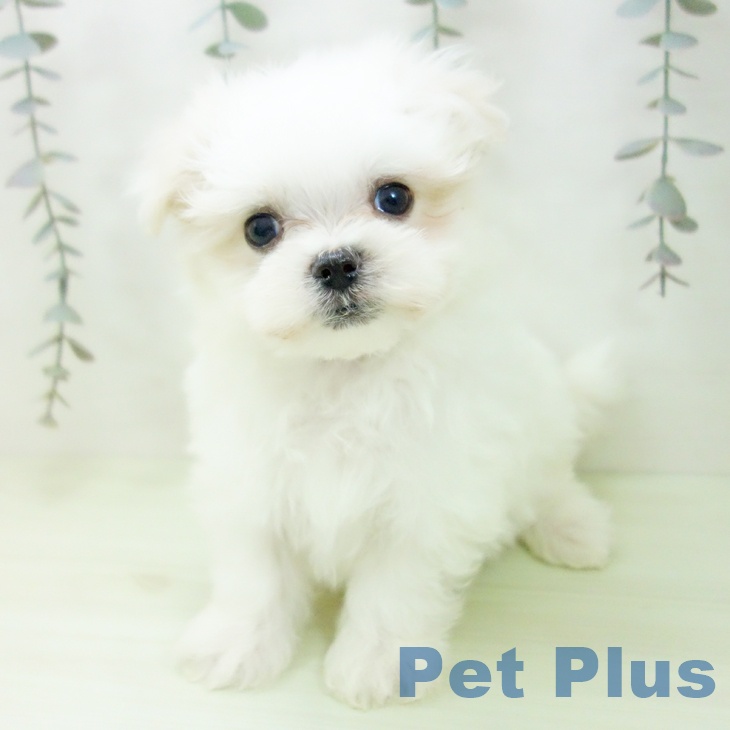 マルチーズの写真2