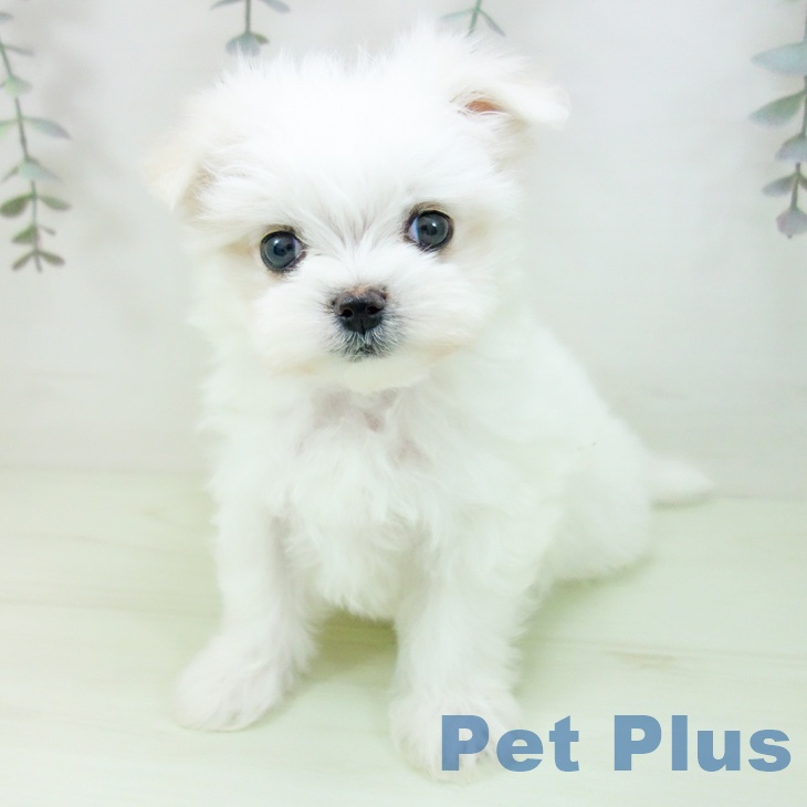 マルチーズの写真2