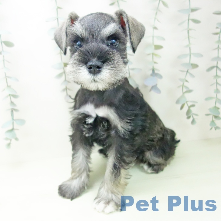 ミニチュア・シュナウザーの写真2