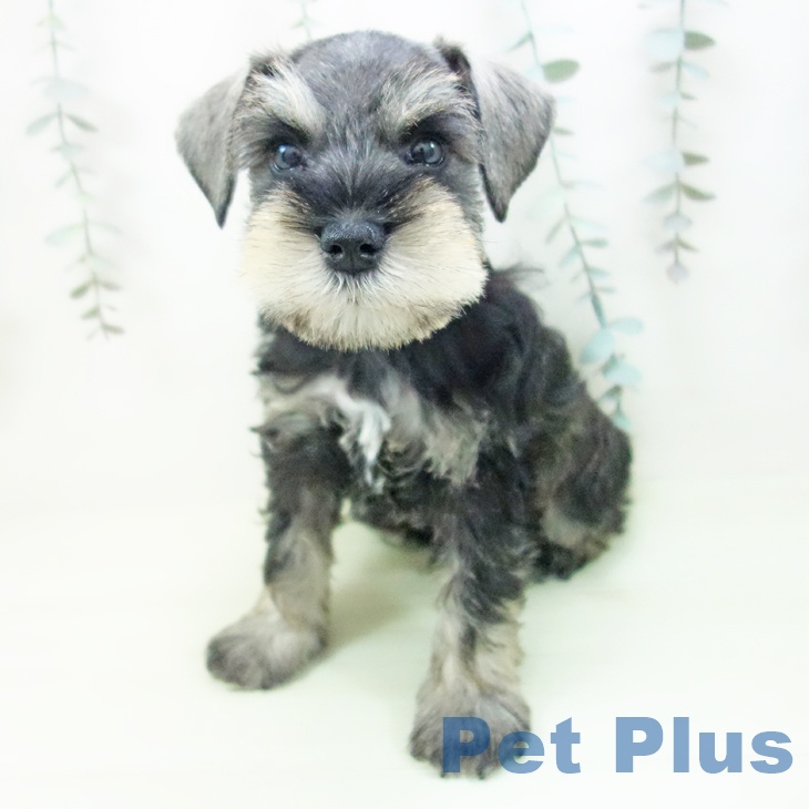 ミニチュア・シュナウザーの写真2