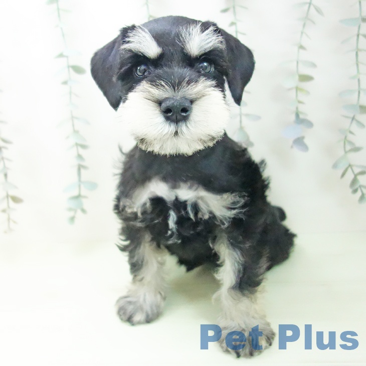 ミニチュア・シュナウザー