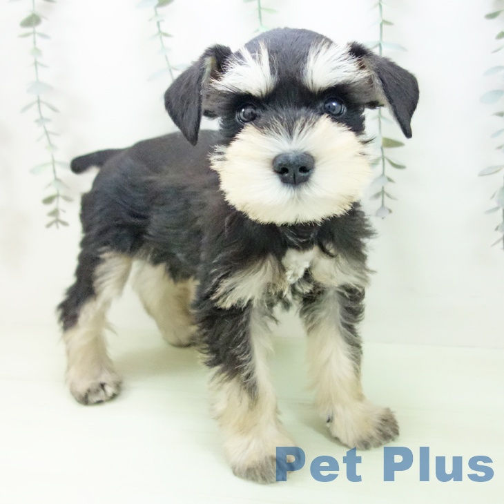 ミニチュア・シュナウザー