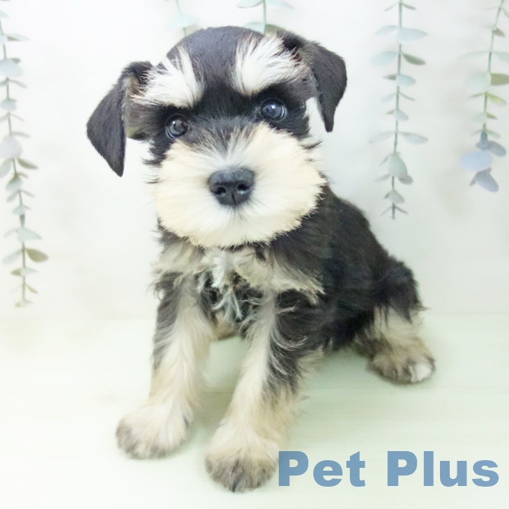 ミニチュア・シュナウザーの写真2