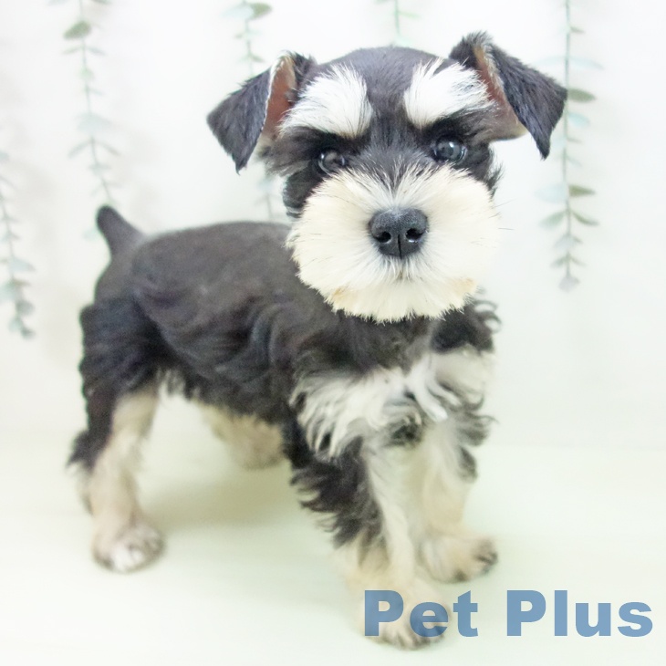 ミニチュア・シュナウザー