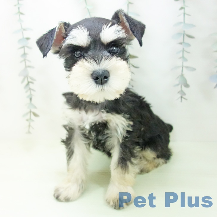 ミニチュア・シュナウザーの写真2