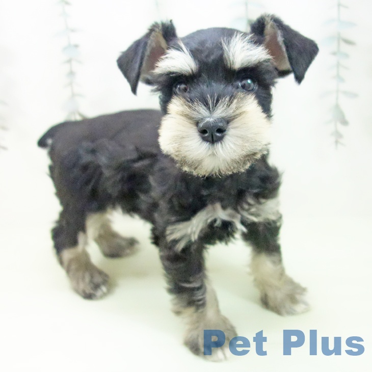 ミニチュア・シュナウザー