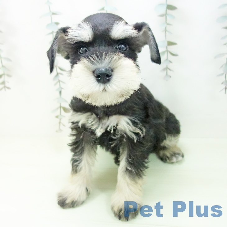 ミニチュア・シュナウザー