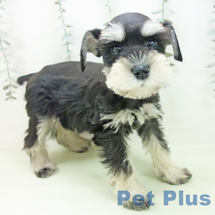 ミニチュア・シュナウザーの写真2