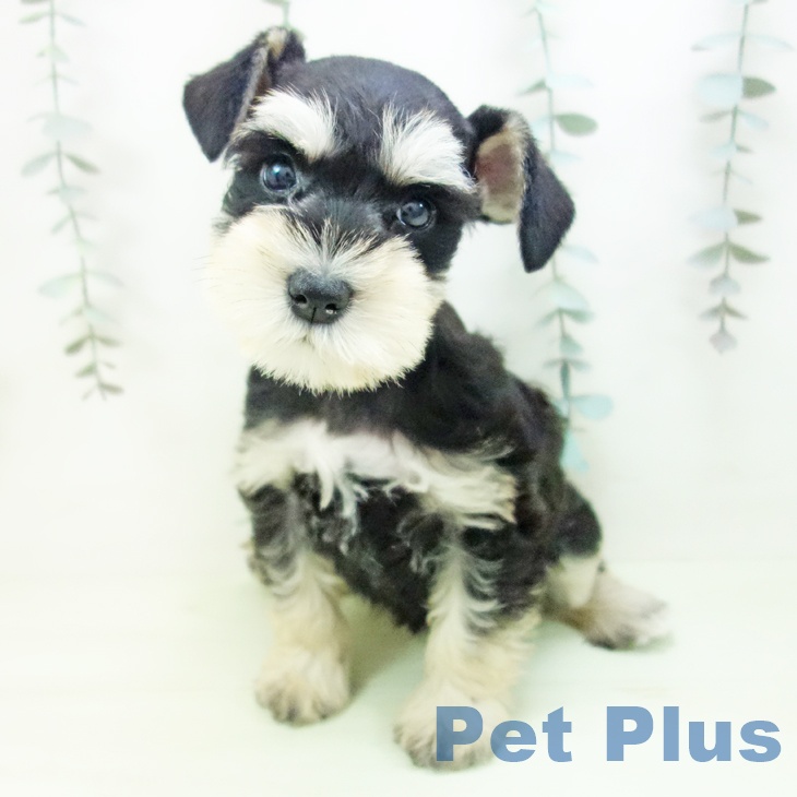 ミニチュア・シュナウザーの写真2