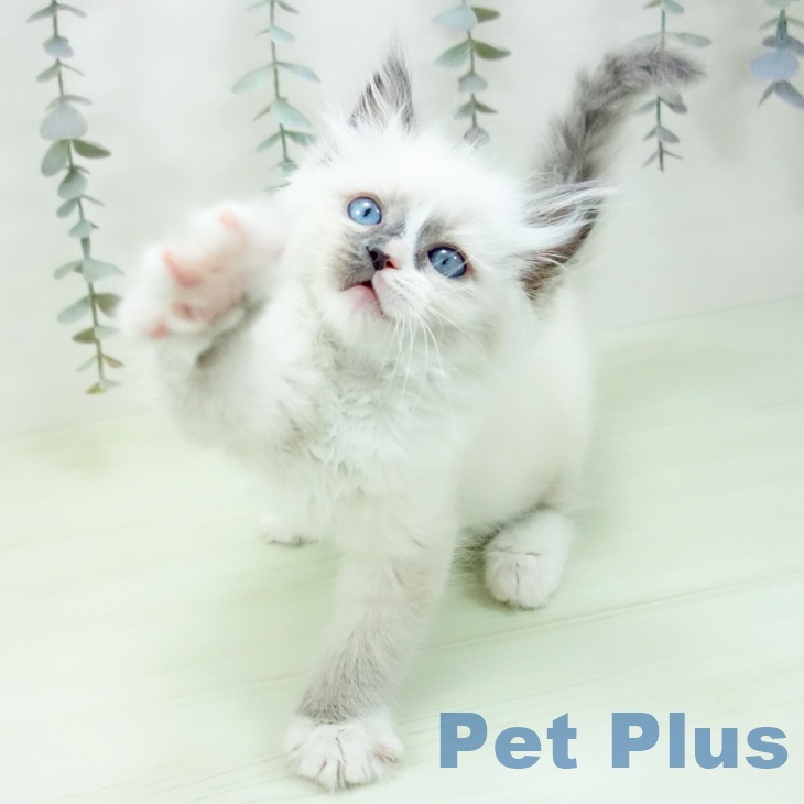 ラグドールの写真2